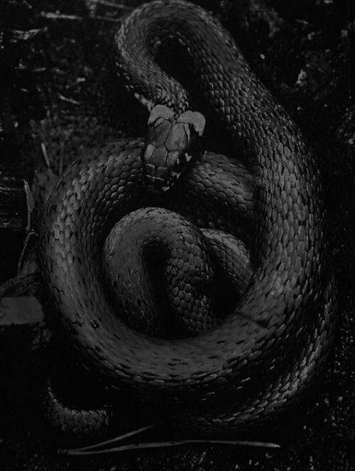 Клубок змей, или в поисках Бьянки Гарпари #2
